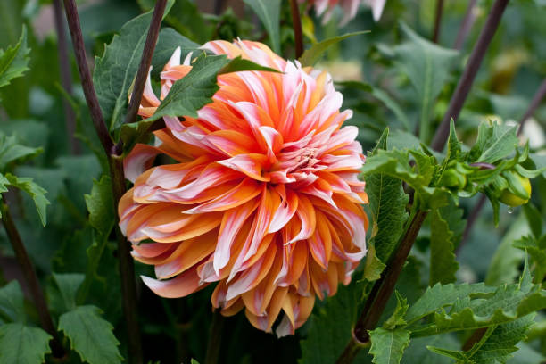 istock Dahlia  flower blooming at summer 908654376