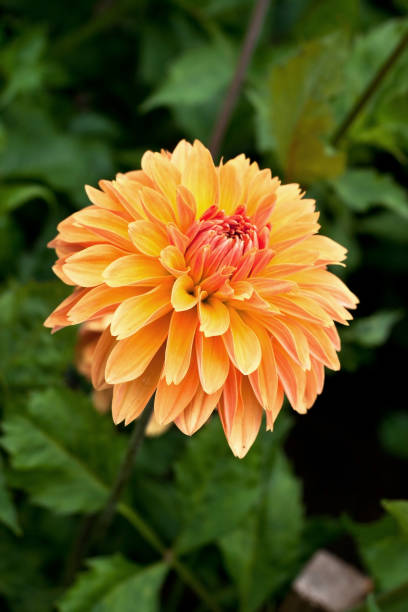istock Dahlia  flower blooming at summer 908654430