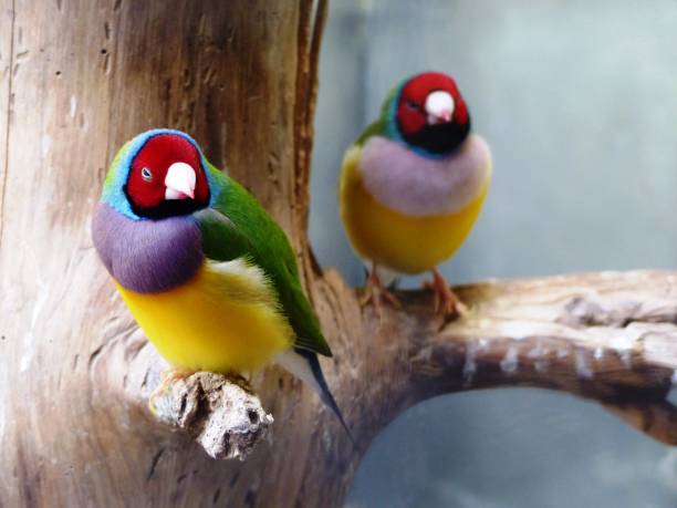 Gouldian finch Rainbow finch gouldian finch stock pictures, royalty-free photos & images