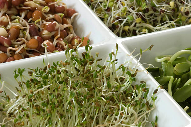 Sprouts stock photo