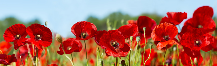 Field of red poppies taken from low angle blowing in the wind