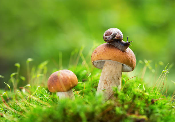 istock Edible mushrooms in a forest on green background 908663864