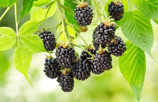 istock ripe blackberry in a garden 908663920