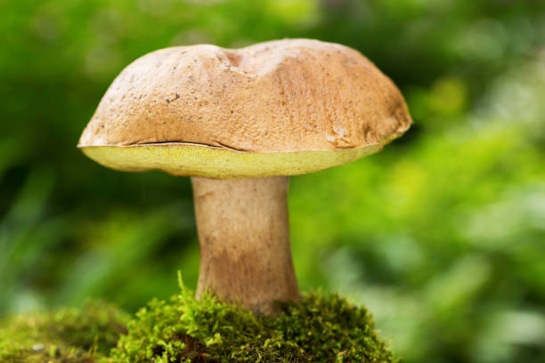 istock Edible mushrooms in a forest on green background 908663948