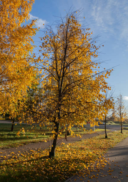 istock Colorful foliage in the park. 908664424
