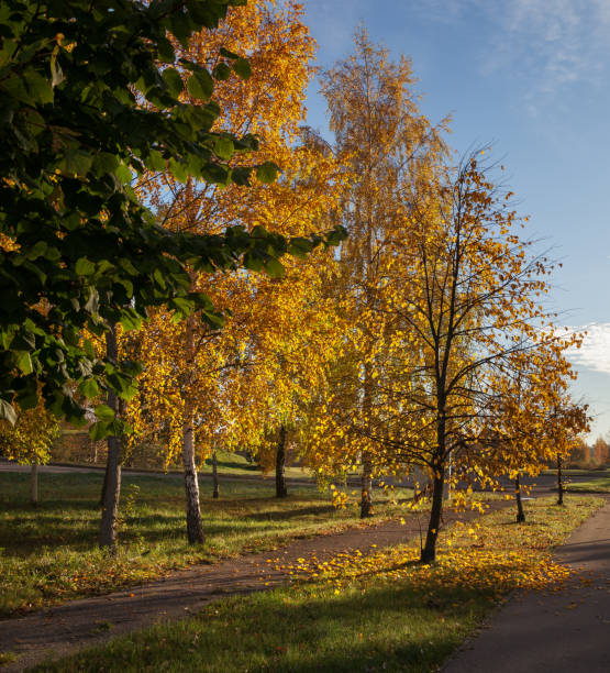 istock Colorful foliage in the park. 908664524
