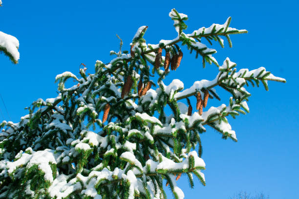 ramas de abeto de invierno nieve del primer plano, blanco, cielo azul - january pine cone february snow fotografías e imágenes de stock