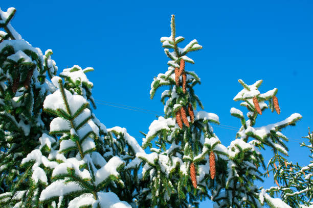 invierno conftiterous ramas primer plano, blanco nieve, azul cielo - january pine cone february snow fotografías e imágenes de stock