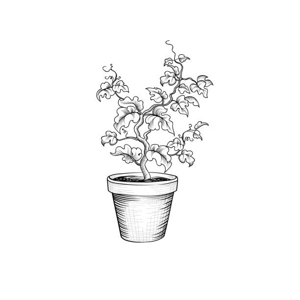 illustrations, cliparts, dessins animés et icônes de pot de fleurs. bonsaï décoratif isolé. plante à feuilles - bush isolated plant white background