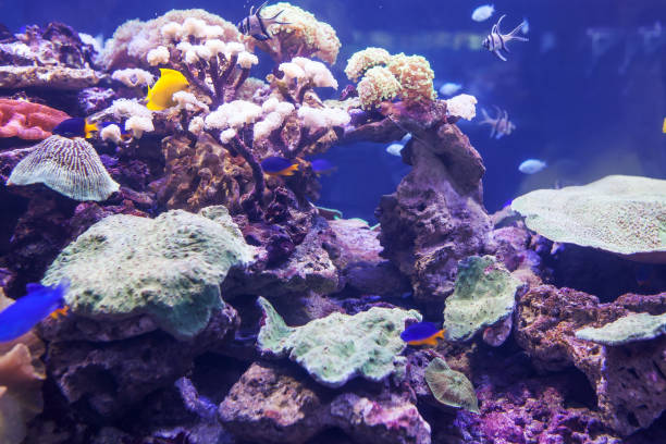 istock exotic seaworld in aquarium 908674552