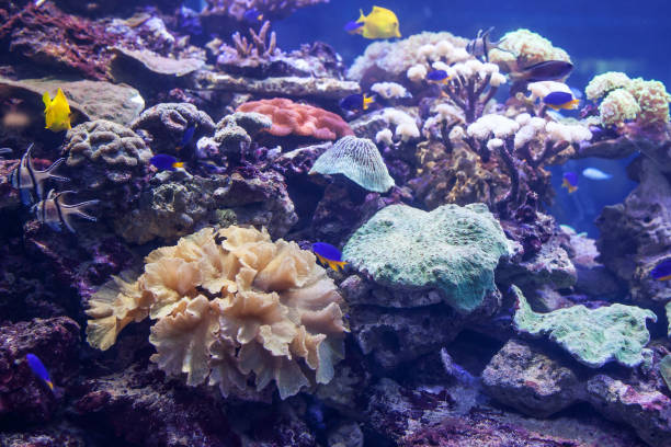istock exotic seaworld in aquarium 908674558