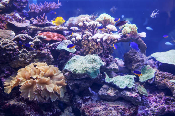 istock exotic seaworld in aquarium 908674568