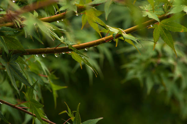 istock Green leaves after rain 908675158