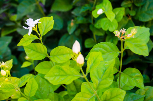 istock Arabian jasmine, jasmine tea flower 908678292