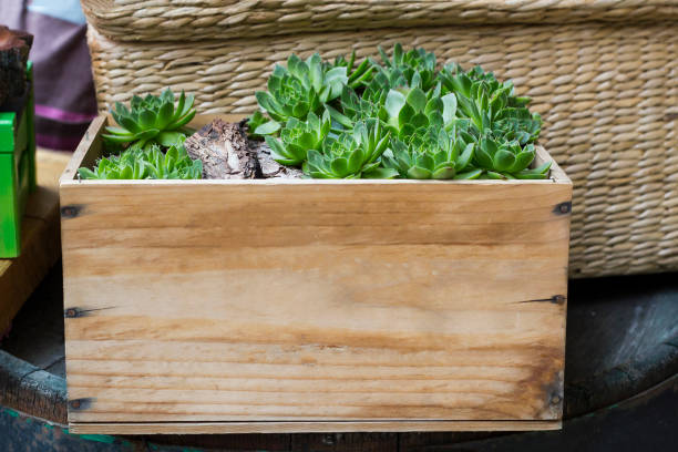 Succulents grow in wooden box, side view