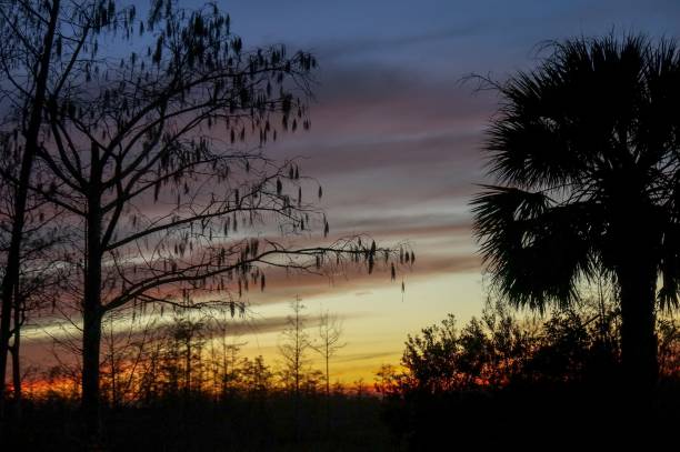 sunset through the trees of the swamps brilliant sunset reflecting in a lake through cypress trees in Louisiana mississippi delta stock pictures, royalty-free photos & images