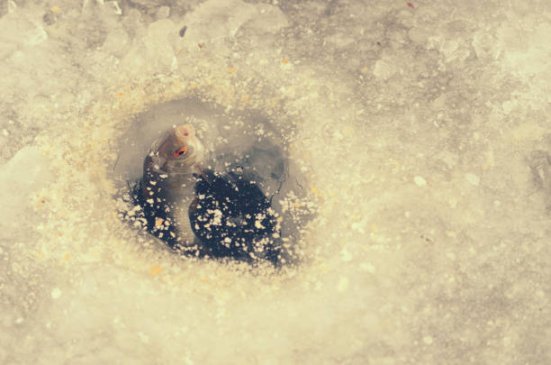 Pulling caught fish from a hole in the winter fishing