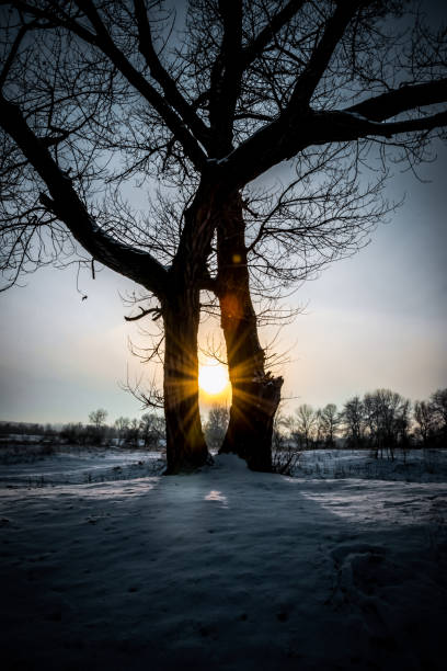A prominent solitary oak tree stands bare and silhouetted against a vibrant sunset sky in a vast snowy meadow in the Overijssel Vechtdal region of the Netherlands. Fresh white snow blankets the fields and gently winding Vecht River, creating a serene winter landscape captured from an aerial drone perspective. The scene features soft orange and purple hues in the clouds, evoking tranquility at the end of a cold winter day. This image suits commercial uses in travel publications, nature calendars, environmental reports, and seasonal marketing for winter tourism in the Dutch countryside, highlighting the beauty of rural non-urban scenery.