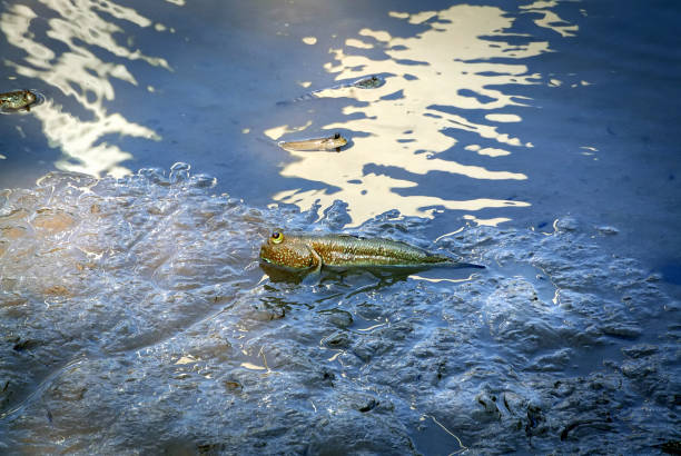 istock Mudskipper Fish in the Mud at Mangrove Forest 908686816
