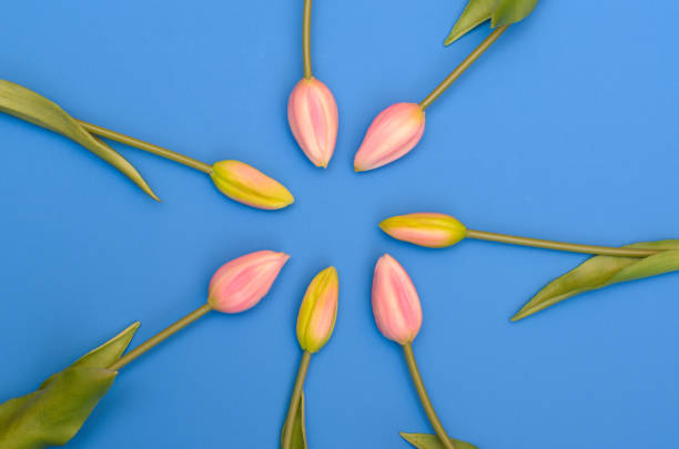 istock Buds of unopened tulips on a blue background. 908689336