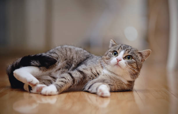 istock Gray striped angry cat with white paws, lies on a floor. 908689344