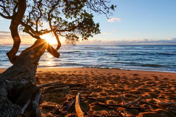istock Koa tree frames golden sunrise in Kauai, Hawaii 908689404
