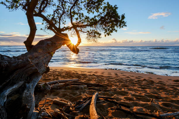 istock Koa tree frames golden sunrise in Kauai, Hawaii 908689640