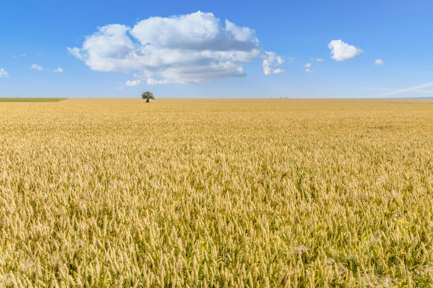 istock isolated tree in a Wheat field 908693520