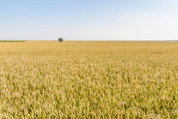 istock isolated tree in a Wheat field 908693522