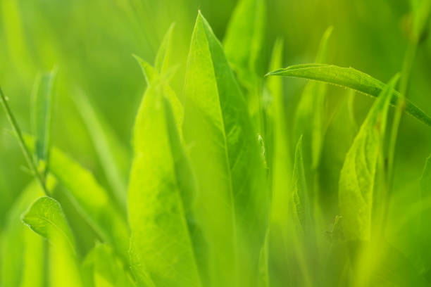 istock spring grass background.bright green field grass in the sun at dawn. fresh spring grass background soft focus 908696522