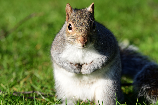Squirrel Standing Up Stock Photo - Download Image Now - Animal, Animal  Themes, Animal Wildlife - iStock