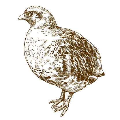 Vector antique engraving drawing illustration of grey partridge isolated on white background