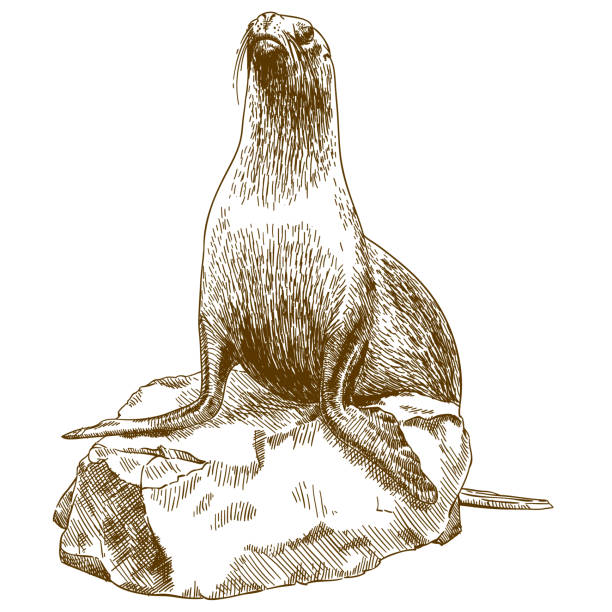 engraving drawing illustration of female sea lion Vector antique engraving drawing illustration of female sea lion isolated on white background sea lion stock illustrations