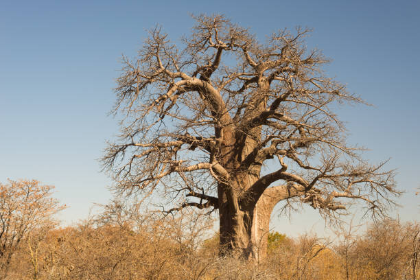 pianta di baobab nella savana africana con cielo cristallino. botswana, una delle destinazioni di viaggio più attraenti in africa. - clear sky branch tree trunk uncultivated foto e immagini stock