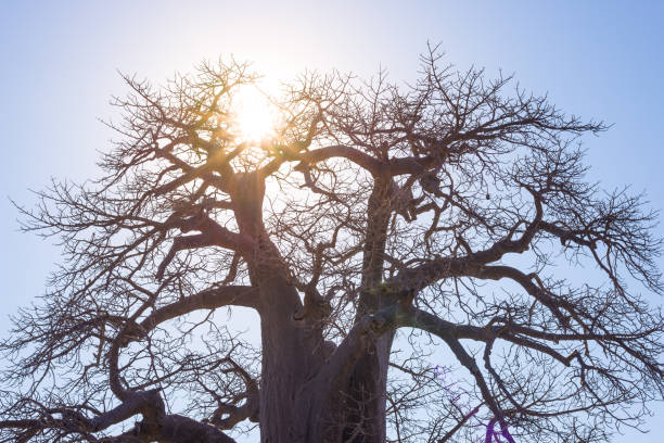 baobab con stella solare in retroilluminazione, savana africana con cielo azzurro chiaro all'alba. botswana, una delle destinazioni di viaggio più attraenti in africa. - clear sky branch tree trunk uncultivated foto e immagini stock