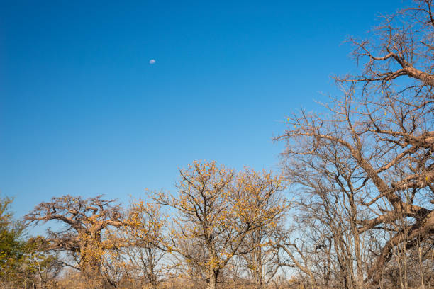 pianta di baobab e luna nella savana africana con cielo cristallino. botswana, una delle destinazioni di viaggio più attraenti in africa. - clear sky branch tree trunk uncultivated foto e immagini stock