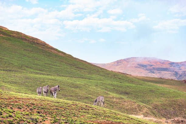 Zebras grazing in the mountain at Golden Gate Highlands National Park, travel destination in South Africa. Zebras grazing in the mountain at Golden Gate Highlands National Park, travel destination in South Africa. golden gate highlands national park stock pictures, royalty-free photos & images