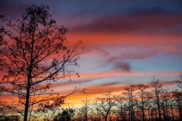 sunset through the trees of the swamps brilliant sunset reflecting in a lake through cypress trees in Louisiana mississippi delta stock pictures, royalty-free photos & images