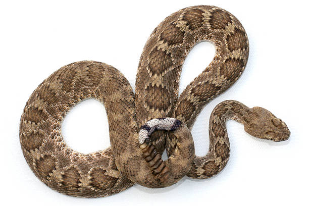 aislado serpiente de cascabel del mojave - mojave rattlesnake fotografías e imágenes de stock