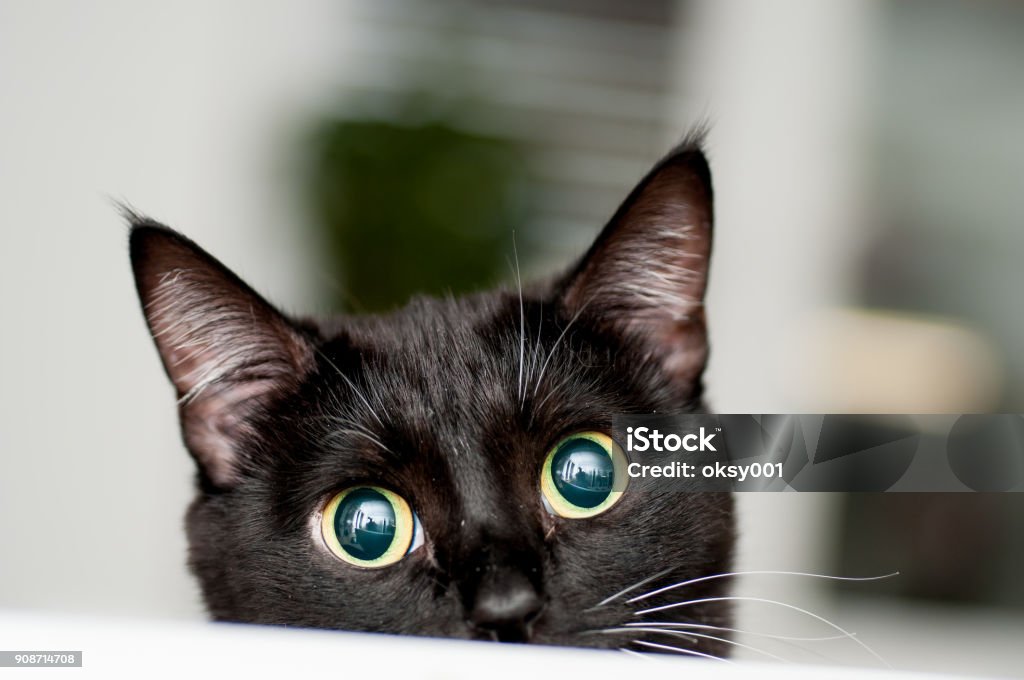 black and white cat with white mustache black and white cat with white mustache close-up Domestic Cat Stock Photo