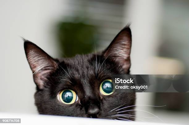 Black And White Cat With White Mustache Stock Photo - Download Image Now - Domestic Cat, Black Color, Eye