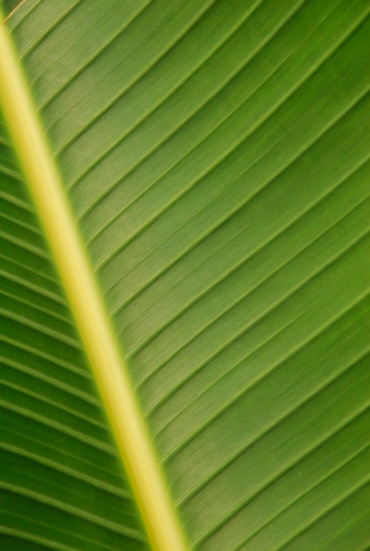 Close-up detail of palm leaf veins.