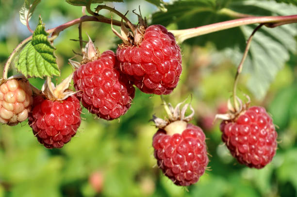 istock close-up of  raspberry branch  in the garden 908722714