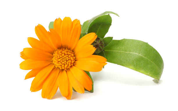 istock marigold flowers with green leaf isolated on white background ( calendula flower ) 908722790