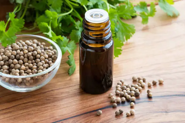 A dark bottle of coriander essential oil on a wooden table, with coriander seeds and fresh cilantro leaves in the background