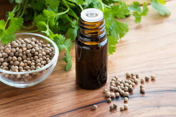 a bottle of coriander essential oil with coriander seeds - coriander seed fotos imagens e fotografias de stock