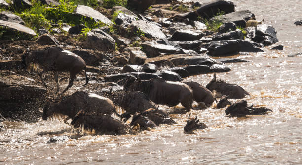 istock Zebras and wildebeest during migration from Serengeti to Masai Mara 908723352