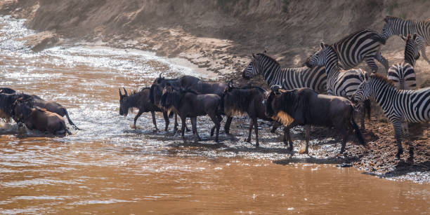 istock Zebras and wildebeest during migration from Serengeti to Masai Mara 908723664