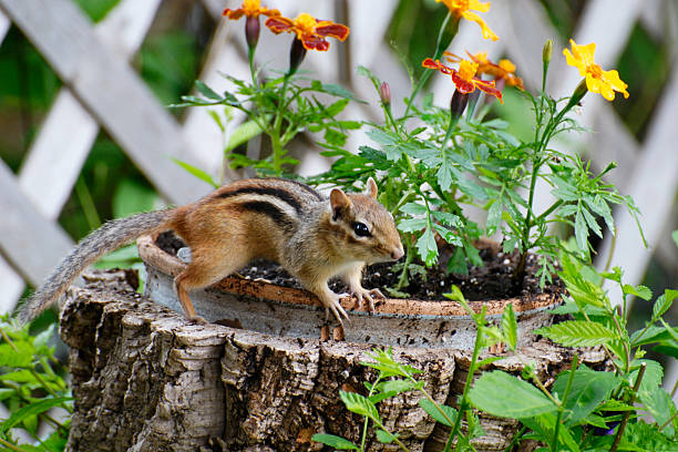 бурундук и цветы - chipmunk стоковые фото и изображения