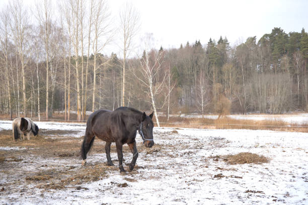 one black horse in the snow